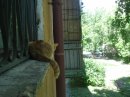 молочная диета